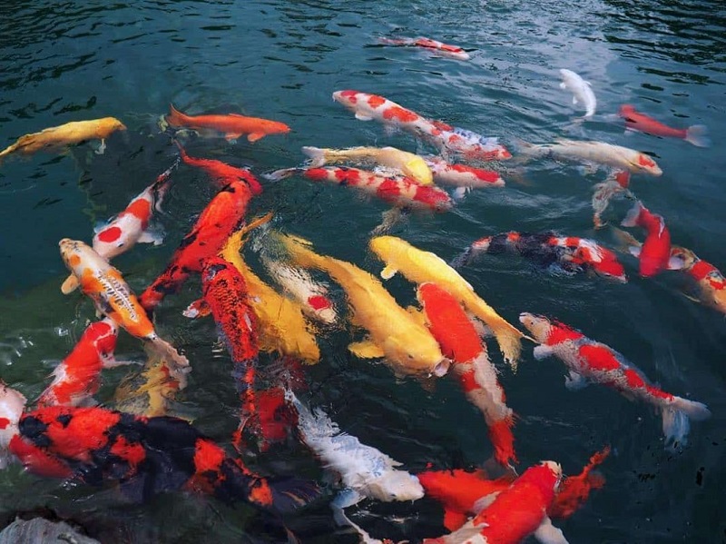 Hai cháu bé đã tử vong do ngạt nước dưới bể cá koi quá lâu