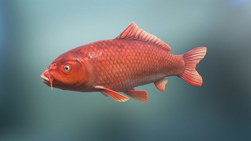 Mơ thấy cá chép gặp điềm gì?