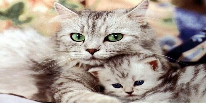 Mơ thấy mèo là điềm gì?