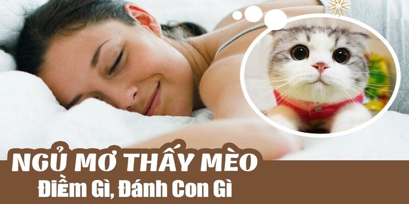 Mơ thấy mèo đánh con gì?