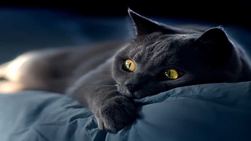 Mơ thấy mèo đen có ý nghĩa gì?