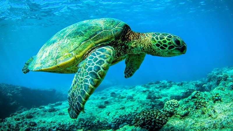 Giải mã chi tiết giấc mơ thấy rùa