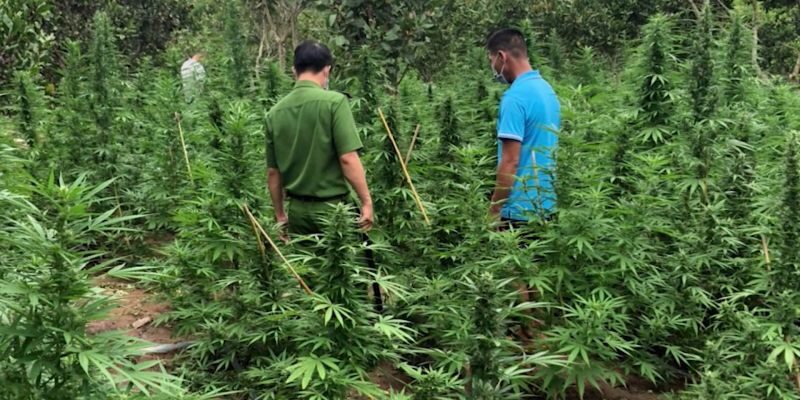 Đối tượng ngang nhiên trồng cần sa khi đang bị truy nã