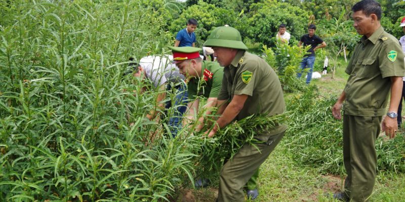 Vụ việc trồng cần sa khi đang bị truy nã chấn động tại Đắk Nông