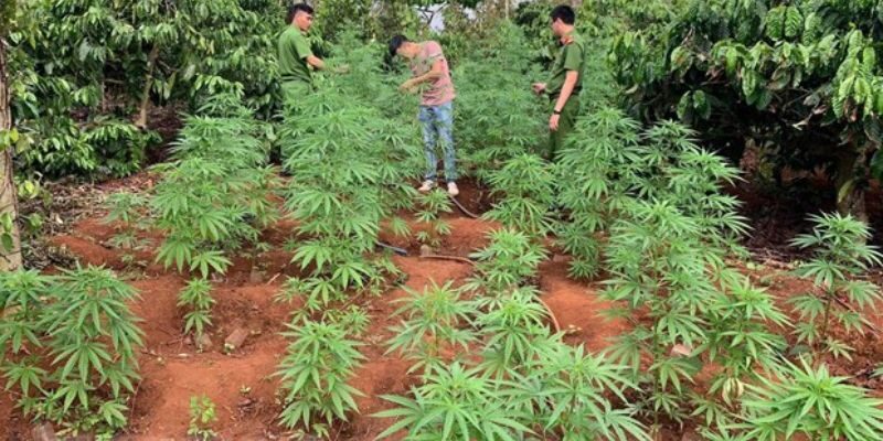 Tình trạng trồng cần sa tại Thái Nguyên gia tăng nhanh chóng