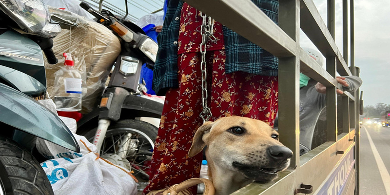 Cuộc sống của chủ nhân đàn chó hiện ra sao Cuộc sống của chủ nhân đàn chó hiện ra sao