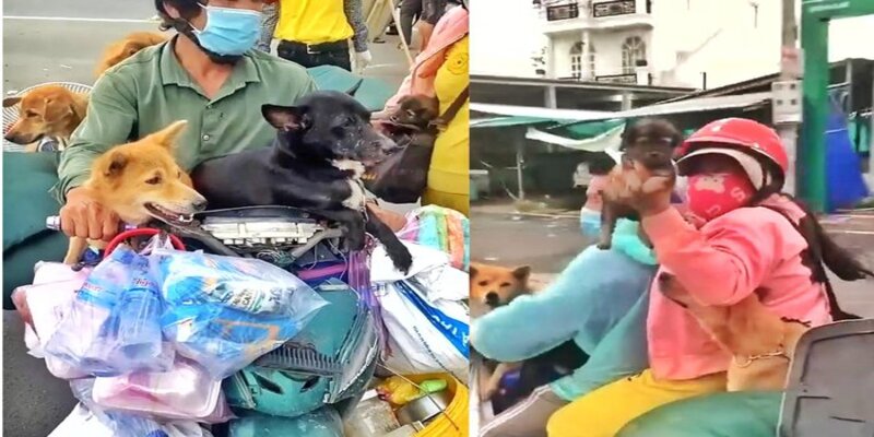 Đàn chó bị tiêu hủy vì lý do phòng chống dịch bệnh Đàn chó bị tiêu hủy vì lý do phòng chống dịch bệnh