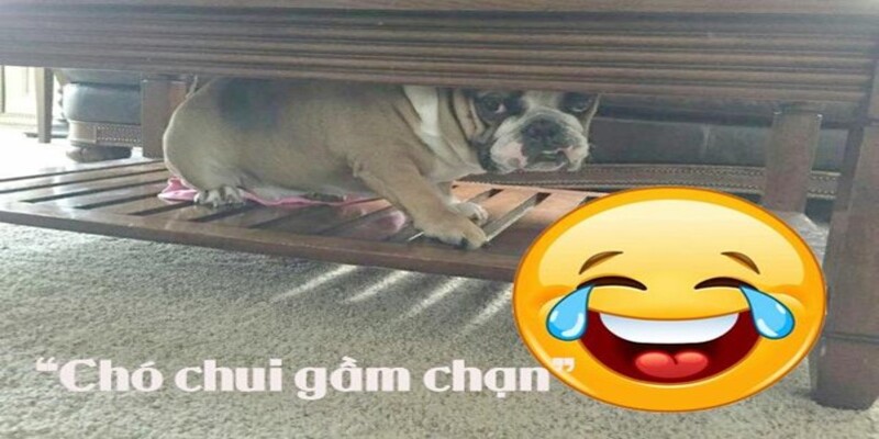 Chạn vương là gì? Một người thế nào được gọi là Chạn Vương? Chạn vương là gì? Một người thế nào được gọi là Chạn Vương?