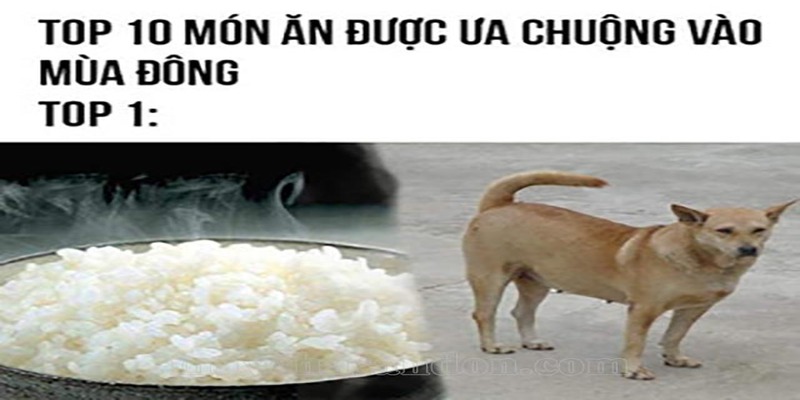 Cụm từ cơm chó phát triển như thế nào trong xã hội Việt Nam Cụm từ cơm chó phát triển như thế nào trong xã hội Việt Nam