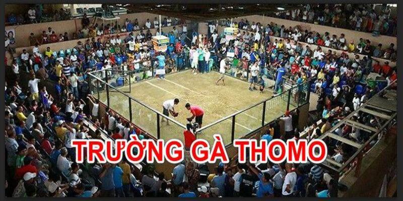 Trận đá gà 24 tỷ diễn ra giữa hai cao thủ chọi gà miền Nam Trận đá gà 24 tỷ diễn ra giữa hai cao thủ chọi gà miền Nam