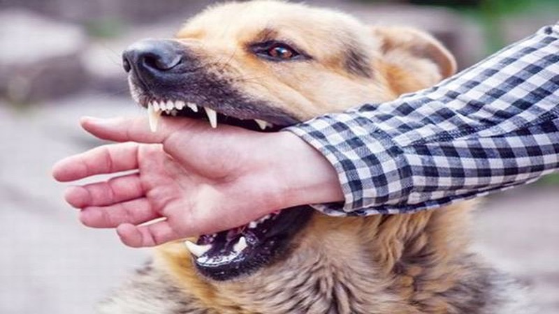 Giải mã giấc mơ thấy chó cắn