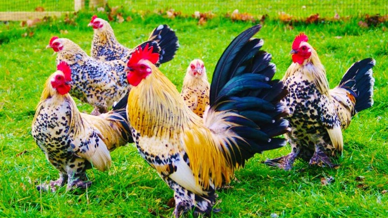 Mơ thấy gà có ý nghĩa gì?