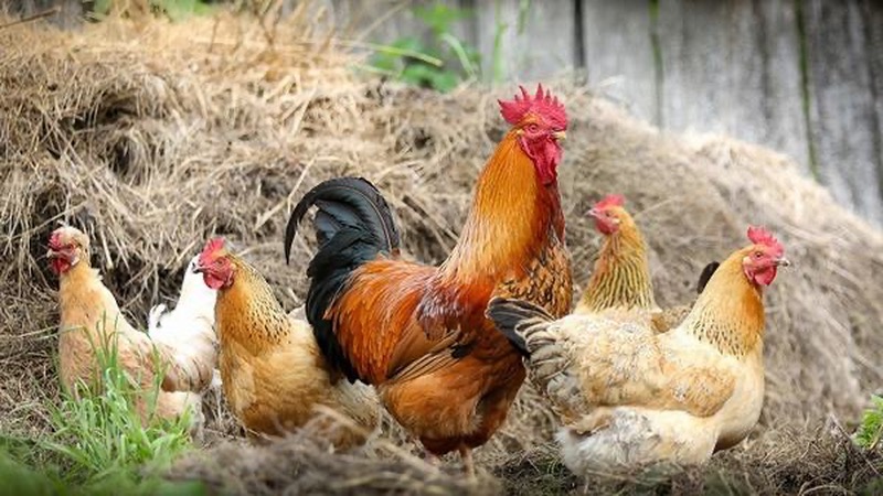 Giải mã chi tiết giấc mơ thấy gà