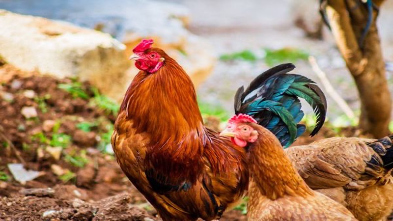 Mơ thấy gà nên đánh đề bao nhiêu?