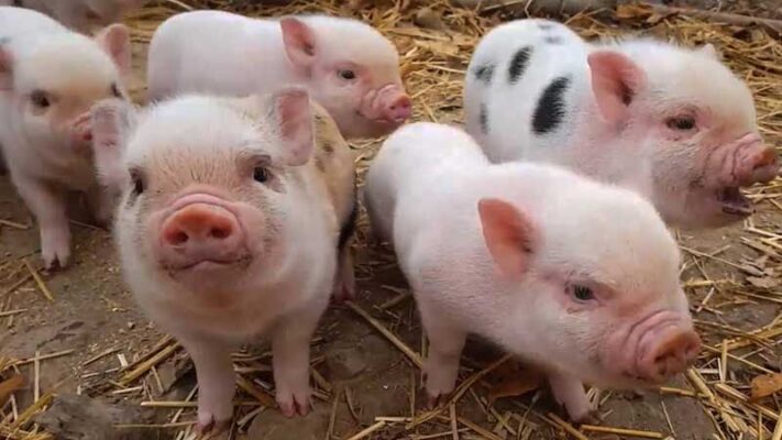 Mơ thấy lợn nên đánh đề bao nhiêu?