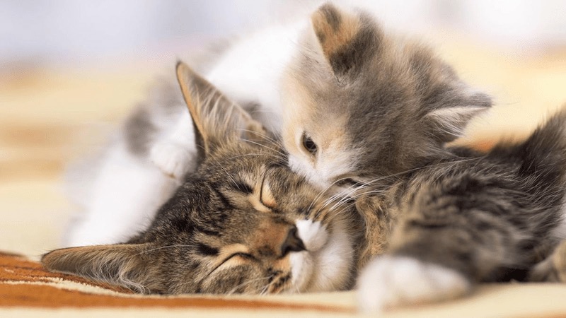 Giải mã mơ thấy mèo đẻ