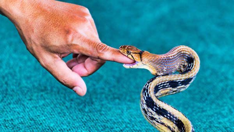 Mơ thấy rắn cắn là điềm báo gì?