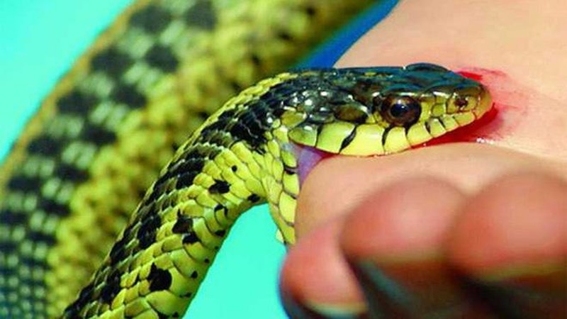 Giải mã chi tiết giấc mơ bị rắn cắn