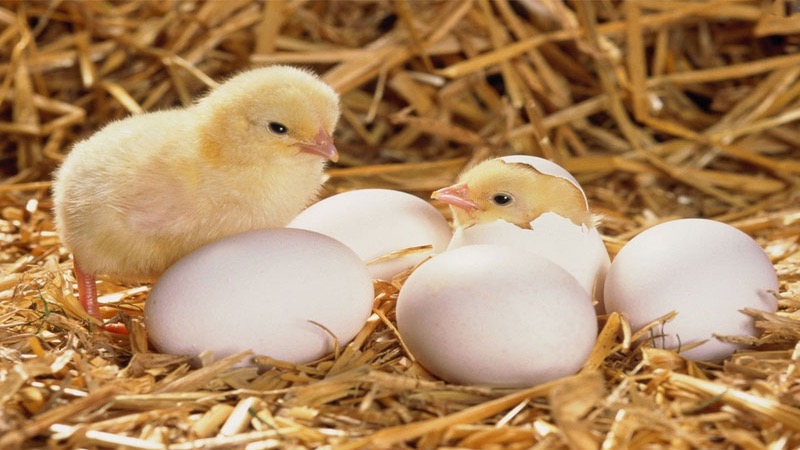Giải mã chi tiết mơ thấy trứng gà