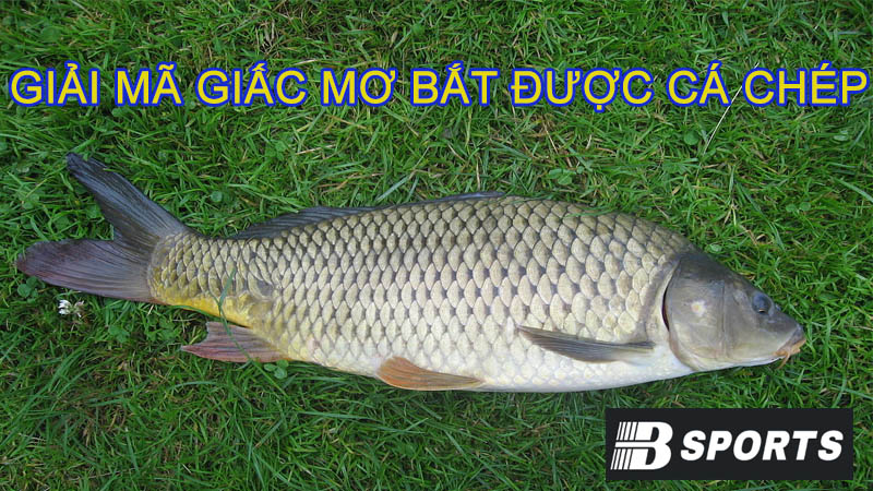 Giải nghĩa giấc mơ bắt được cá chép theo dân gian Giải nghĩa giấc mơ bắt được cá chép theo dân gian