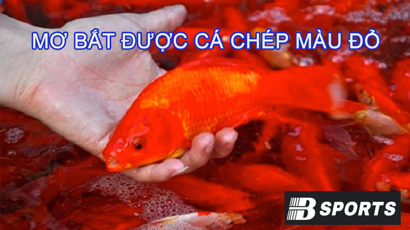 Mơ bắt được cá chép có màu đỏ Mơ bắt được cá chép có màu đỏ