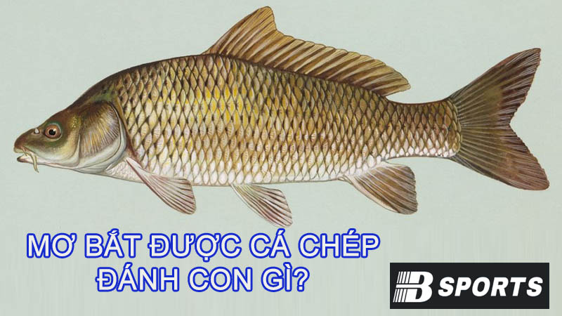 Mơ bắt được cá chép đánh con gì hôm nay?