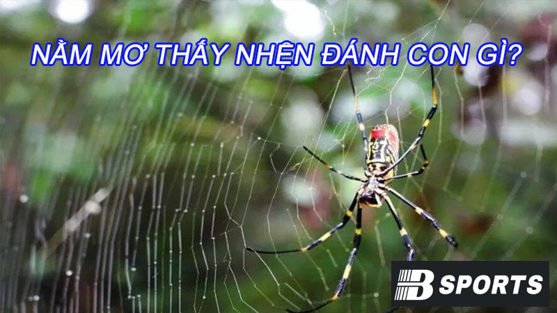 Nằm mơ thấy nhện đánh con gì chuẩn nhất hôm nay? Nằm mơ thấy nhện đánh con gì chuẩn nhất hôm nay?