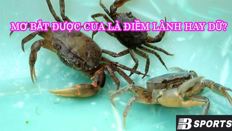Mơ bắt được cua là điềm lành hay dữ? Mơ bắt được cua là điềm lành hay dữ?