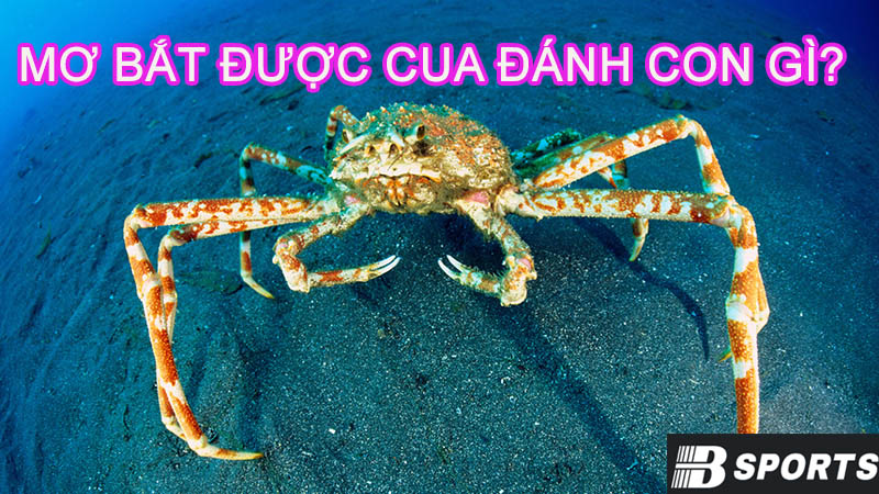 Mơ bắt cua đánh con gì may mắn hôm nay? Mơ bắt cua đánh con gì may mắn hôm nay?