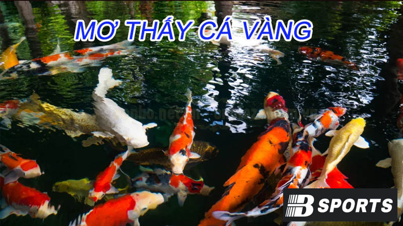 Mơ thấy một đàn cá vàng bơi trong hồ Mơ thấy một đàn cá vàng bơi trong hồ