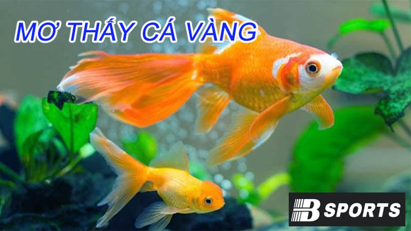 Nằm mơ thấy cá vàng nhảy lên trên bờ Nằm mơ thấy cá vàng nhảy lên trên bờ