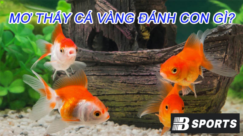 Nằm mơ thấy cá vàng đánh con số nào may mắn? Nằm mơ thấy cá vàng đánh con số nào may mắn?