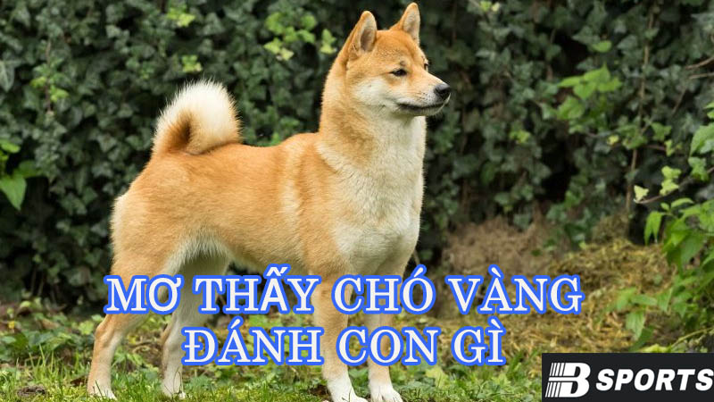 Chó cắn trong giấc mơ thấy chó vàng đánh con gì? Chó cắn trong giấc mơ thấy chó vàng đánh con gì?
