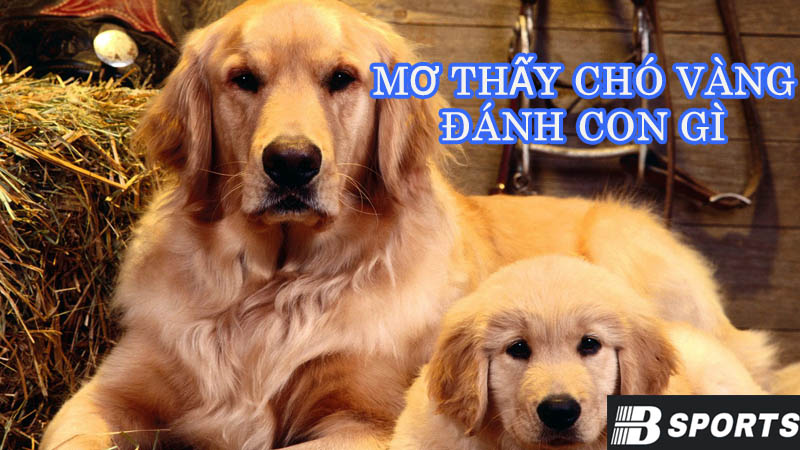 Chó quấn quýt trong giấc mơ thấy chó vàng đánh con gì? Chó quấn quýt trong giấc mơ thấy chó vàng đánh con gì?