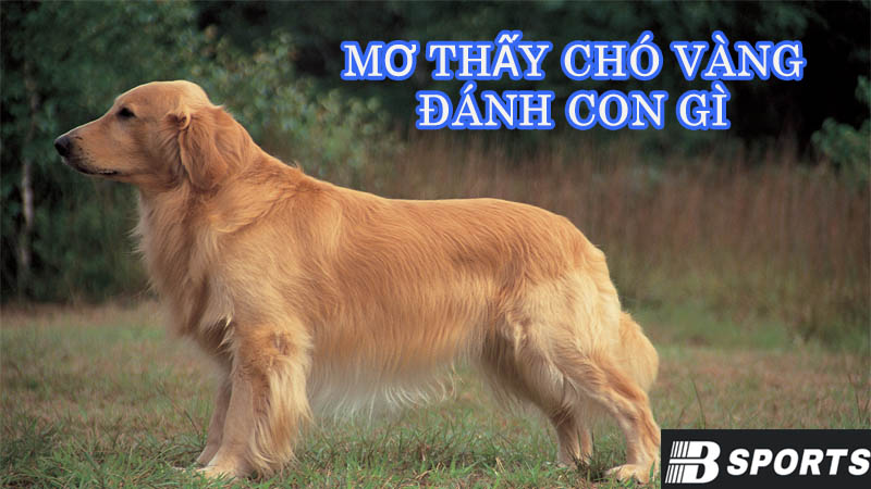 Nằm mơ thấy chó vàng đánh con gì may mắn hôm nay?