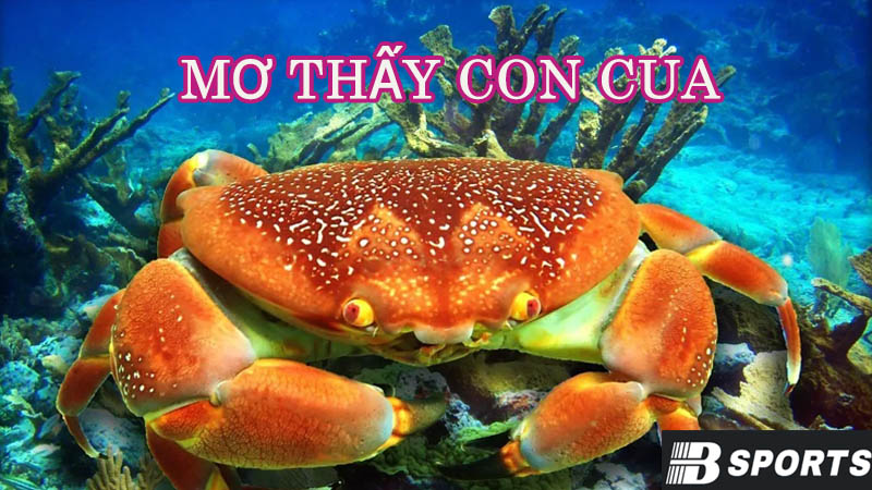 Tìm hiểu ý nghĩa tâm linh khi mơ thấy con cua Tìm hiểu ý nghĩa tâm linh khi mơ thấy con cua