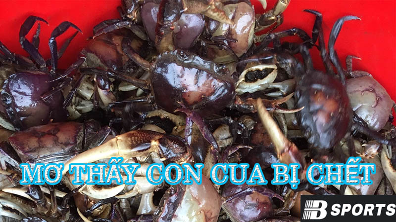 Mơ thấy con cua bị chết hàng loạt Mơ thấy con cua bị chết hàng loạt