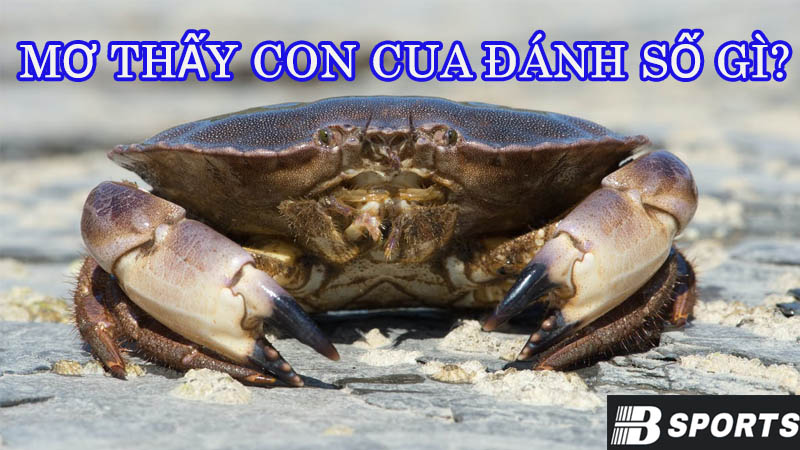 Mơ thấy con cua thì nên đánh con số nào hôm nay? Mơ thấy con cua thì nên đánh con số nào hôm nay?