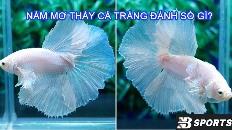 Bật mí nằm mơ thấy cá trắng đánh số gì? Bật mí nằm mơ thấy cá trắng đánh số gì?