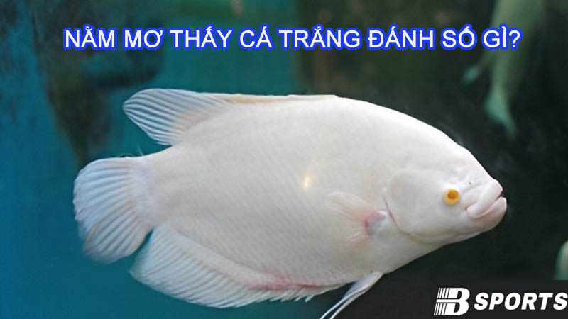 Khung cảnh nuôi cá khi nằm mơ thấy cá trắng đánh số gì? Khung cảnh nuôi cá khi nằm mơ thấy cá trắng đánh số gì?