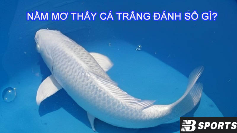 Nằm mơ thấy cá trắng đánh số gì trúng đề? Nằm mơ thấy cá trắng đánh số gì trúng đề?