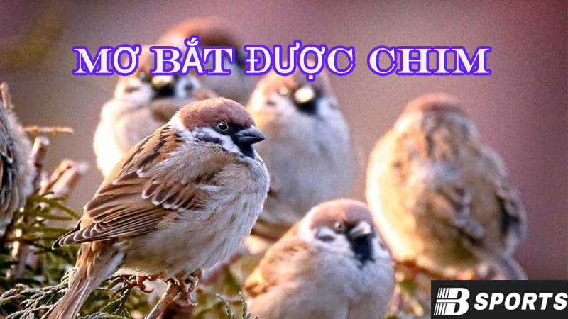 Giải mã nằm mơ bắt được chim mang ý nghĩa thế nào? Giải mã nằm mơ bắt được chim mang ý nghĩa thế nào?