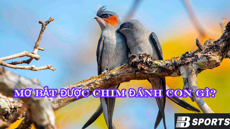 Mơ bắt được chim đánh con gì bạn đã biết chưa? Mơ bắt được chim đánh con gì bạn đã biết chưa?
