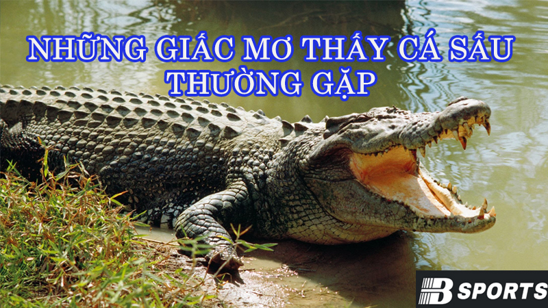 Những giấc mơ cá sấu mà con người thường gặp Những giấc mơ cá sấu mà con người thường gặp