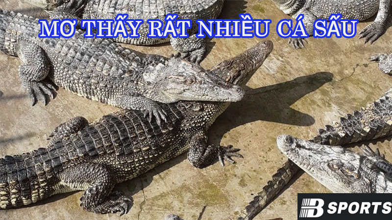 Mơ thấy cá sấu đánh con gì bao trúng? Mơ thấy cá sấu đánh con gì bao trúng?
