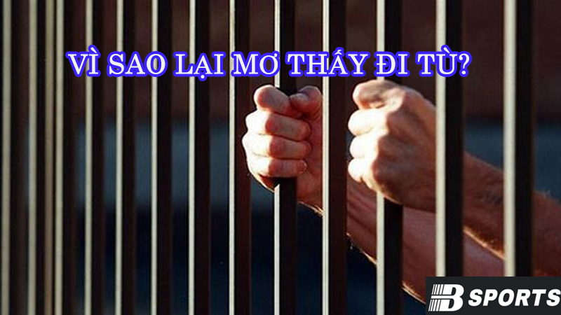 Vì sao lại mơ thấy đi tù và mơ đi tù đánh con gì? Vì sao lại mơ thấy đi tù và mơ đi tù đánh con gì?