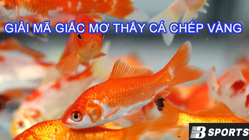 Giải mã giấc mơ thấy cá chép vàng liệu có gặp may? Giải mã giấc mơ thấy cá chép vàng liệu có gặp may?