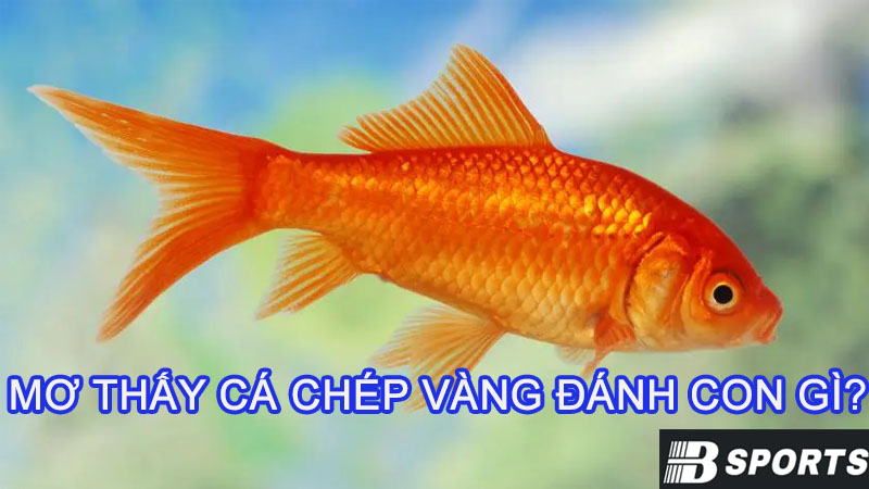 Mơ thấy cá chép vàng đánh con gì trúng lô đề hôm nay? Mơ thấy cá chép vàng đánh con gì trúng lô đề hôm nay?