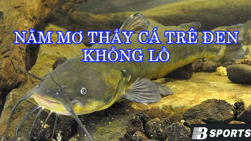 Nằm mơ thấy cá trê đen khổng lồ Nằm mơ thấy cá trê đen khổng lồ