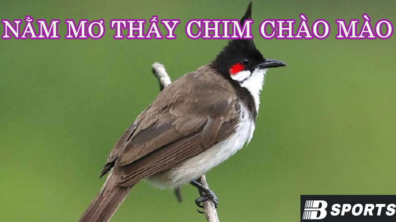 Mơ thấy chim chào mào có phải là điềm may? Mơ thấy chim chào mào có phải là điềm may?